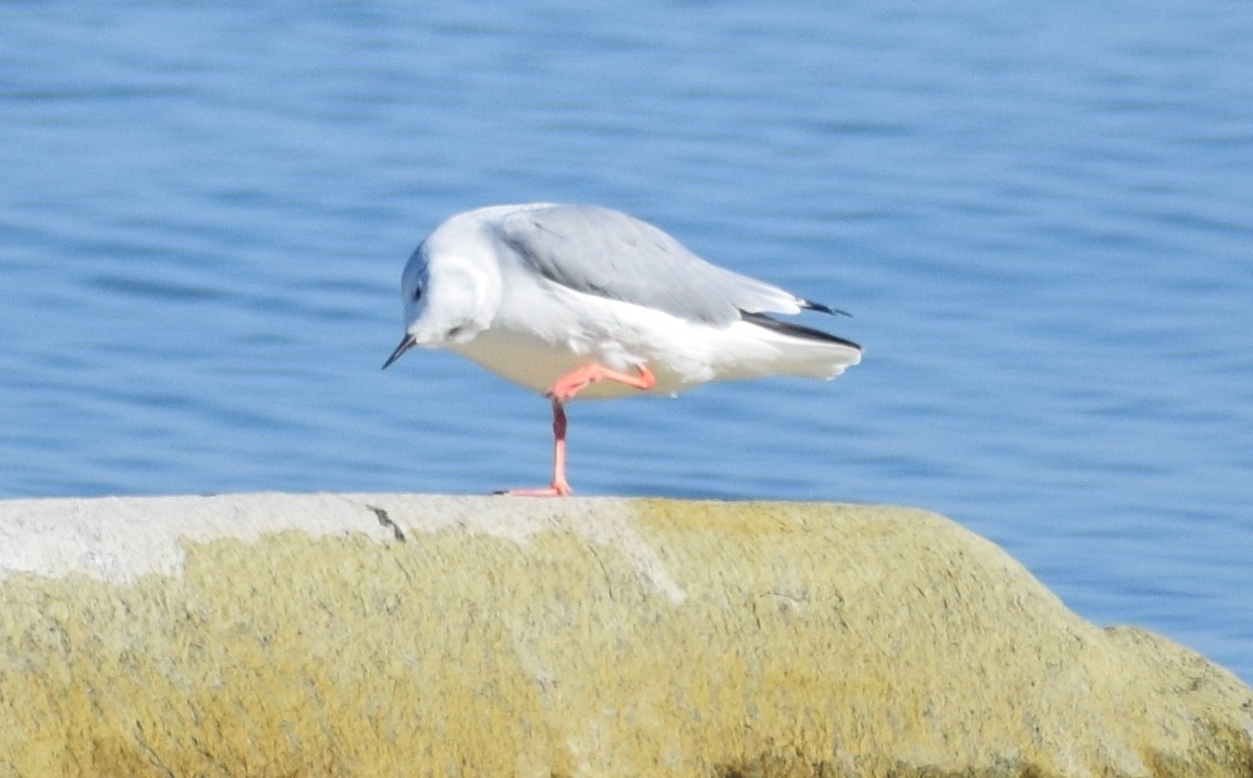 Bonaparte's Gull - Richard Buist