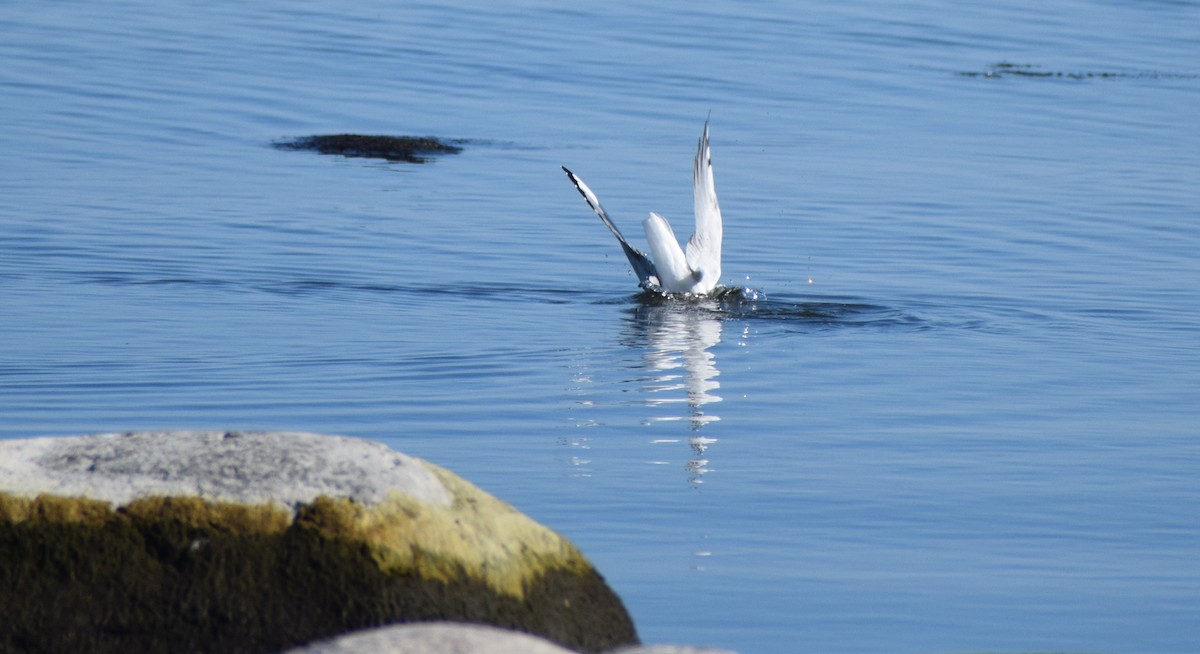 Bonaparte's Gull - Richard Buist