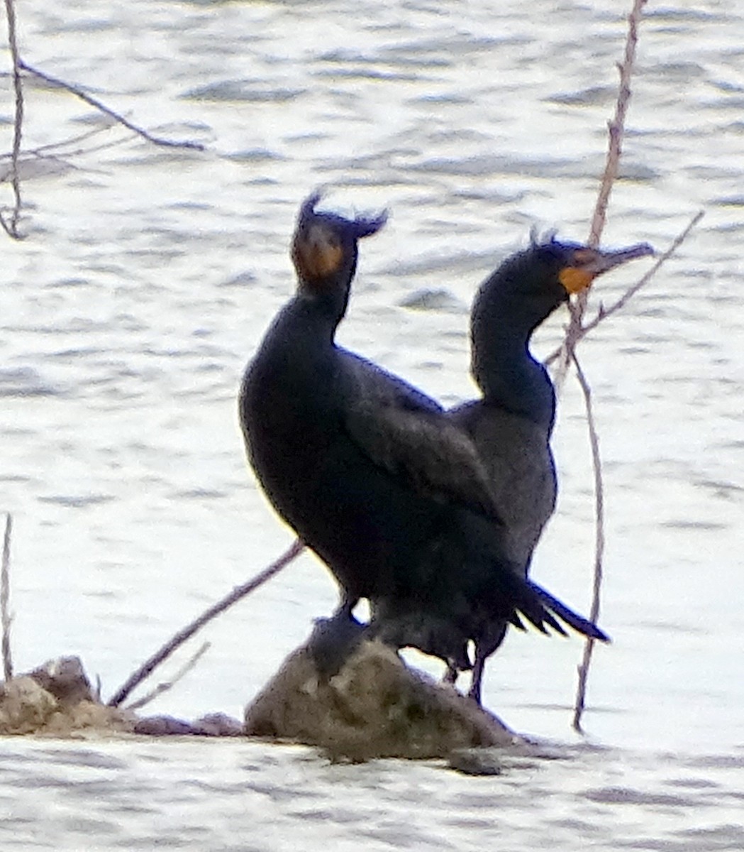 Double-crested Cormorant - Richard and Janice Drummond