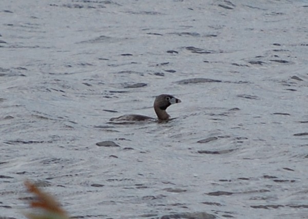 Pied-billed Grebe - ML61750121