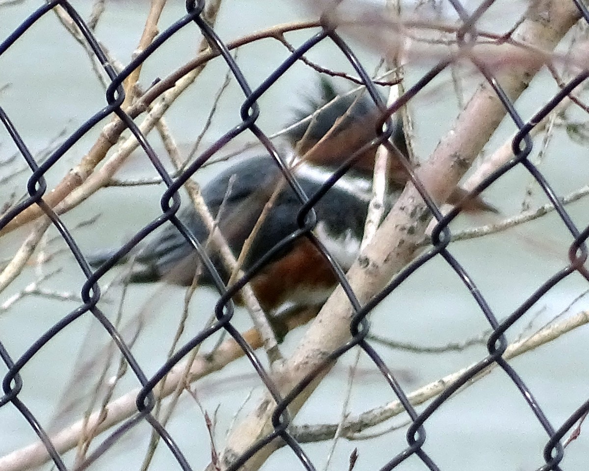 Belted Kingfisher - ML617501217