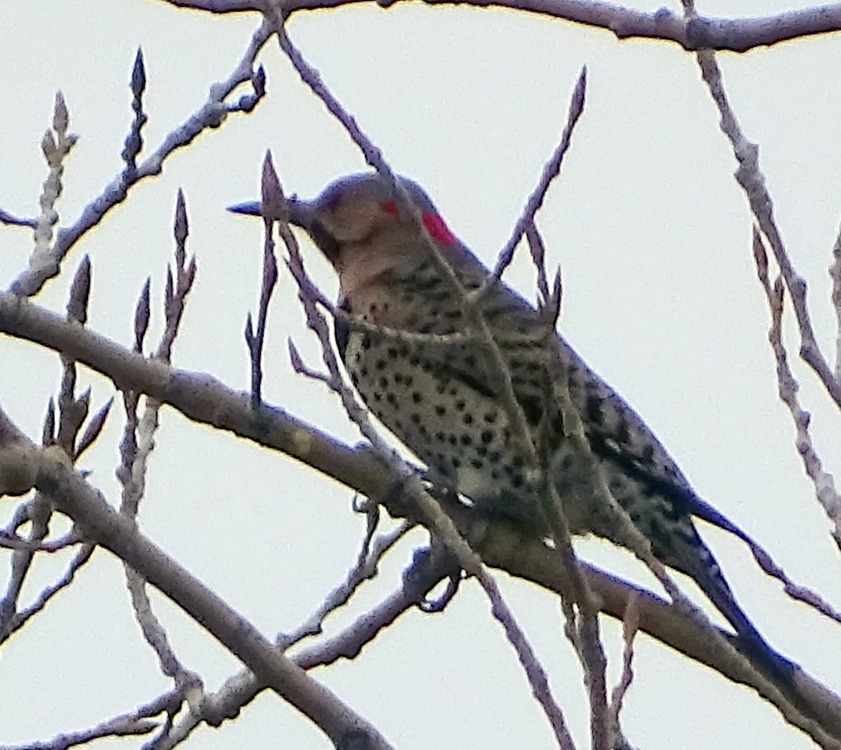 Northern Flicker - ML617501231