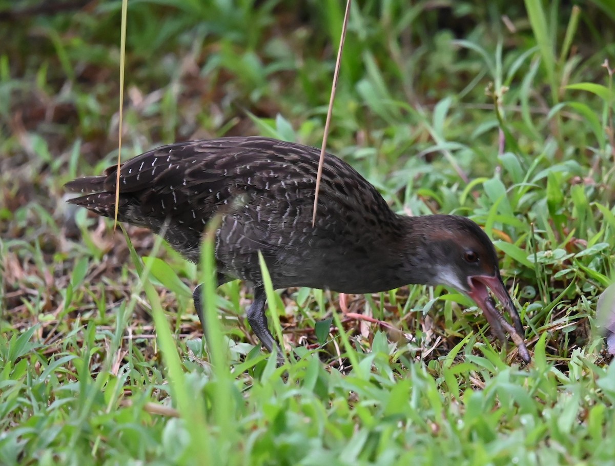 Slaty-breasted Rail - Jade Neo