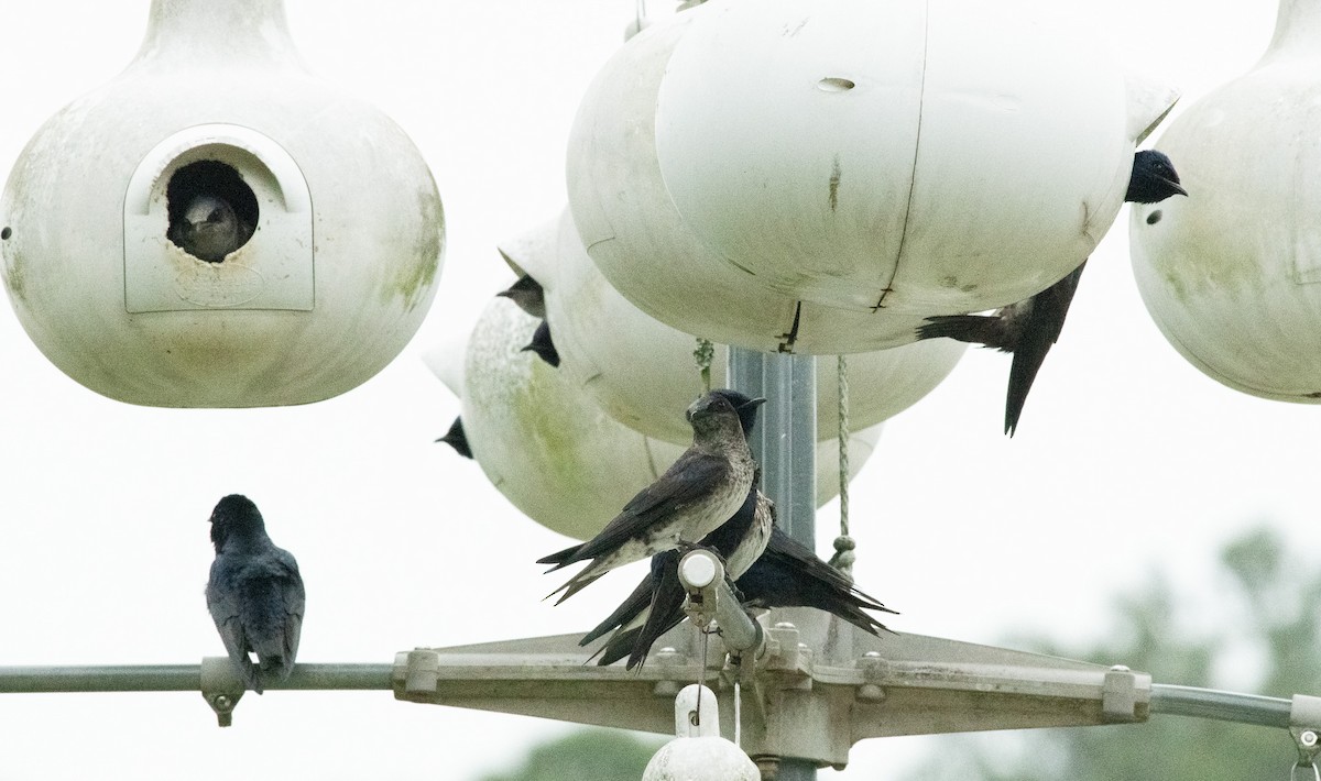 Purple Martin - ML617501298