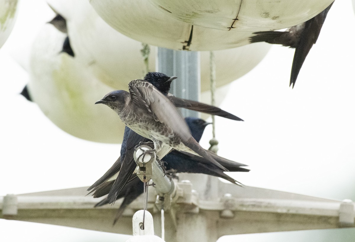 Purple Martin - ML617501300