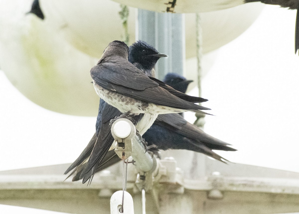 Purple Martin - Gary Warner