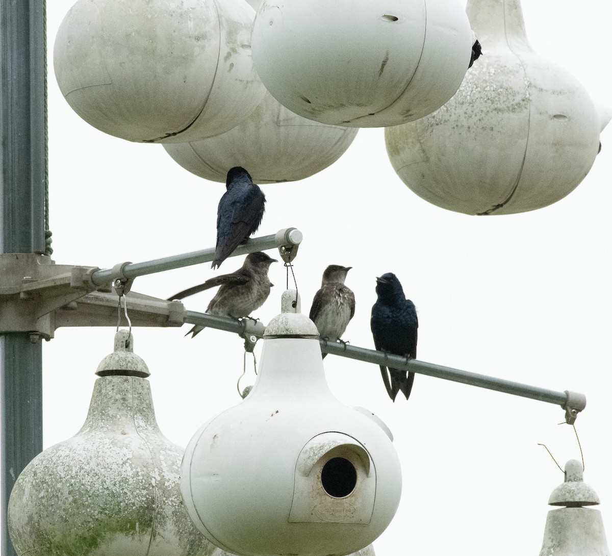 Purple Martin - Gary Warner