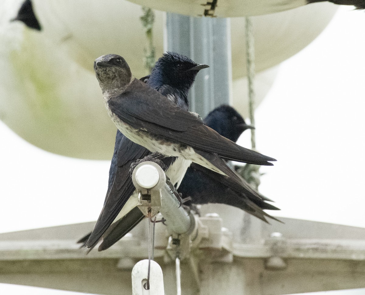 Purple Martin - Gary Warner