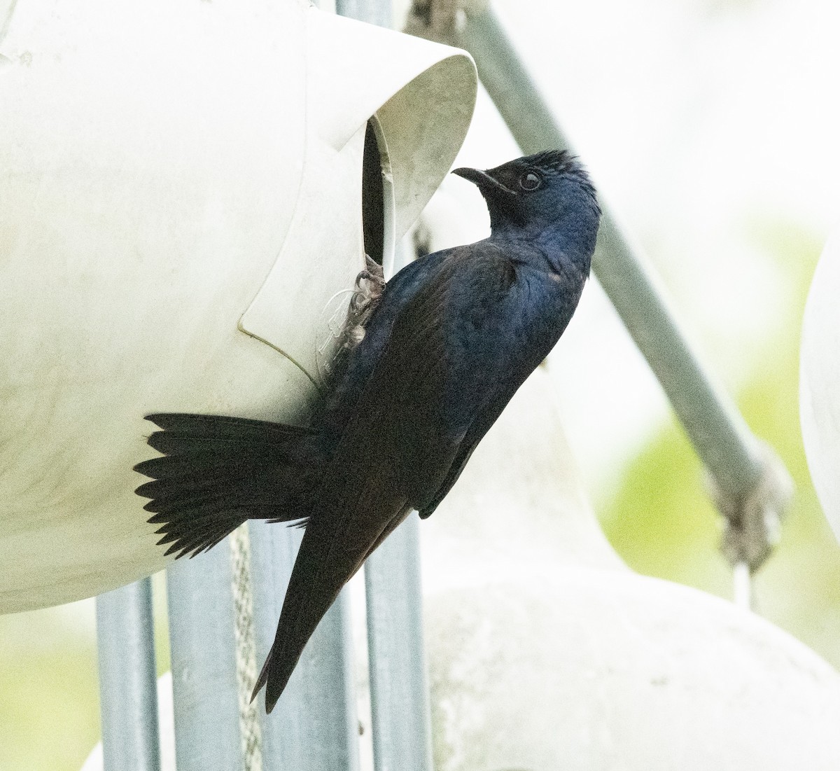 Purple Martin - ML617501305