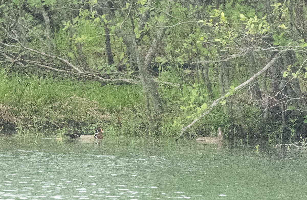 Wood Duck - ML617501310