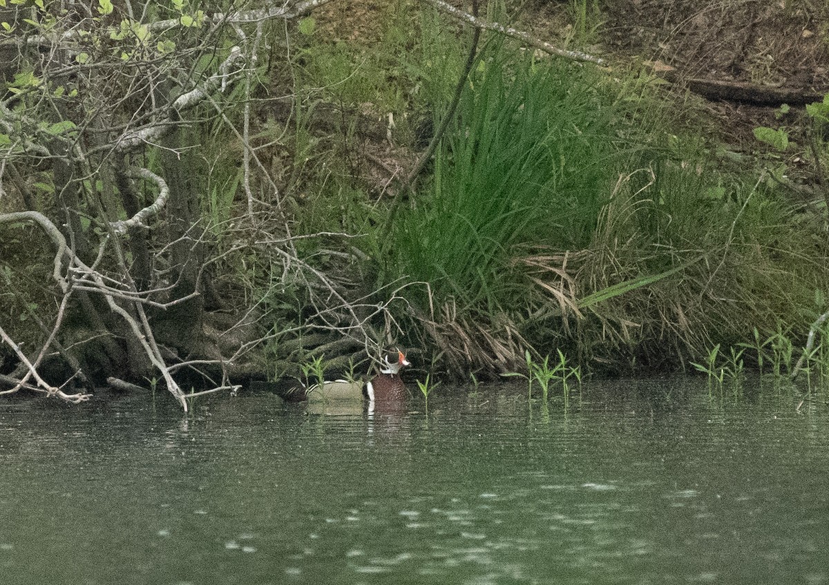 Wood Duck - ML617501313