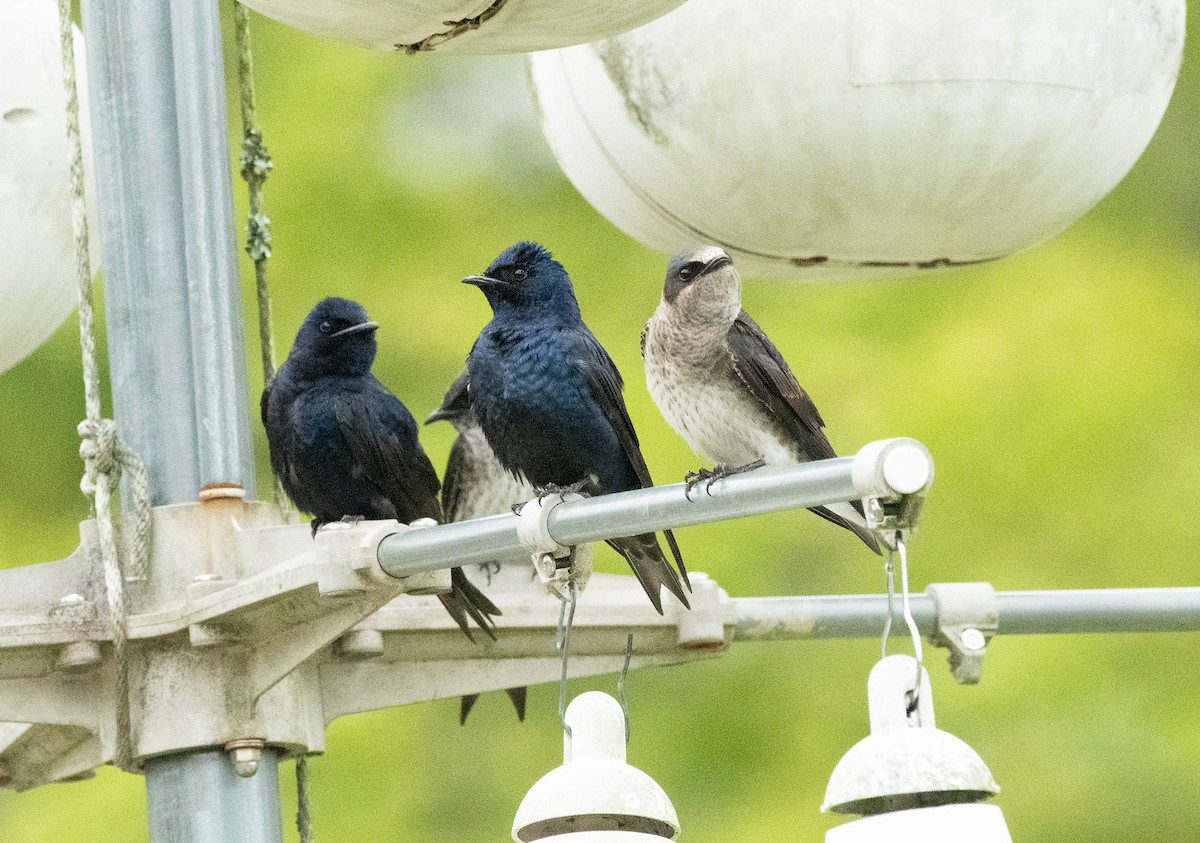 Purple Martin - Gary Warner