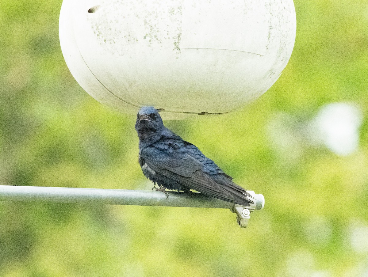 Purple Martin - Gary Warner