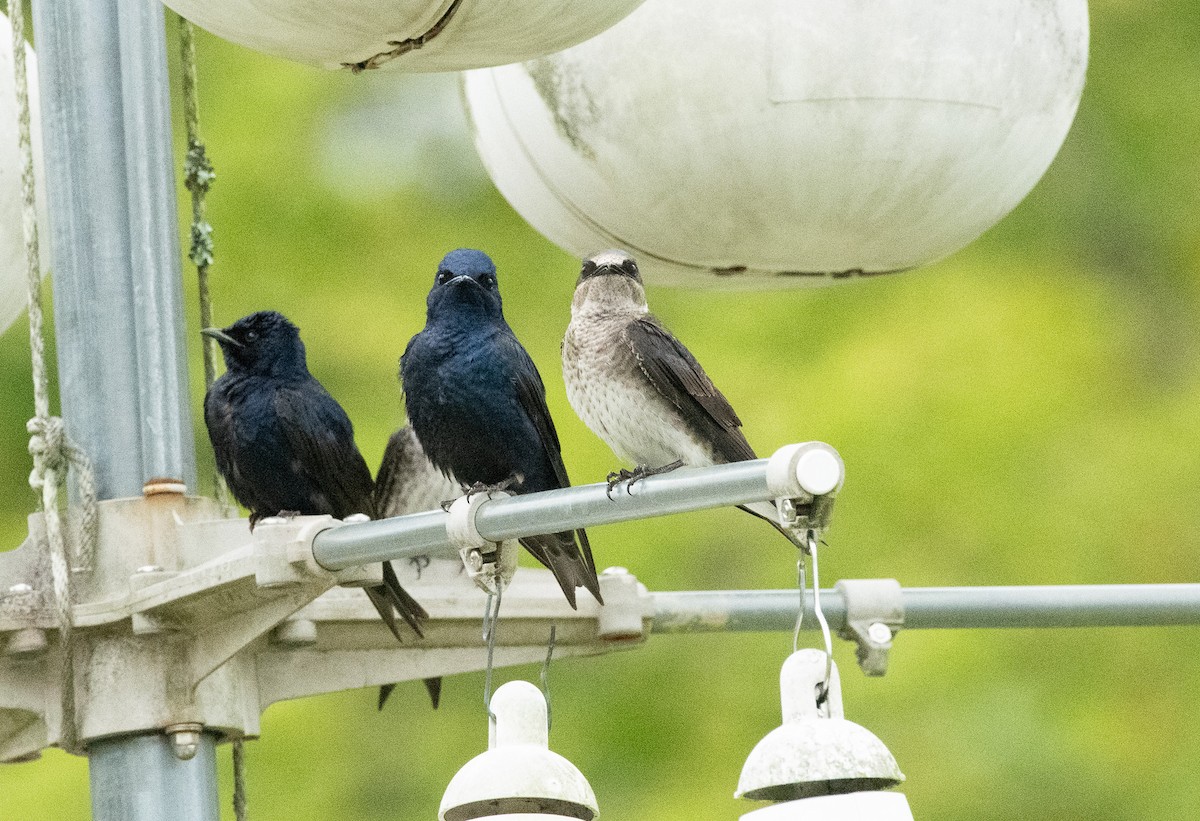 Purple Martin - Gary Warner