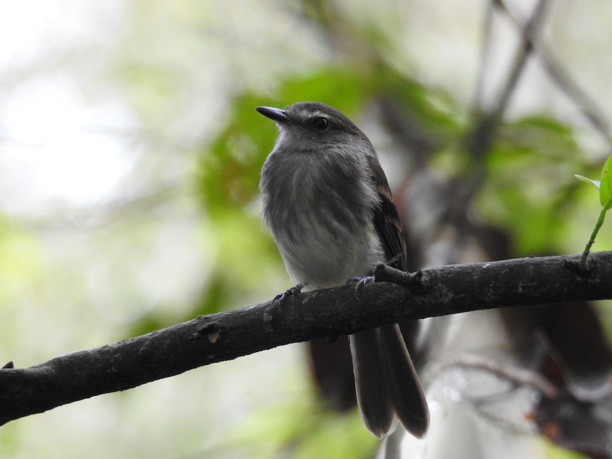 Fuscous Flycatcher - Diana Patricia Deaza Curico