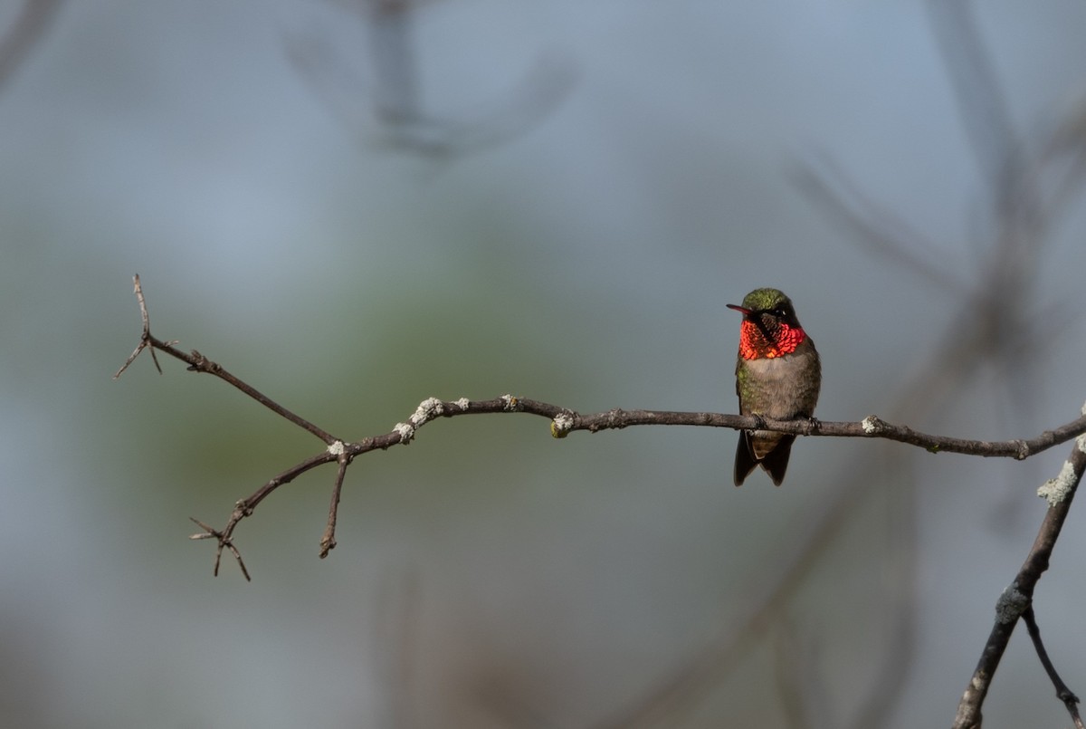 Ruby-throated Hummingbird - ML617501368