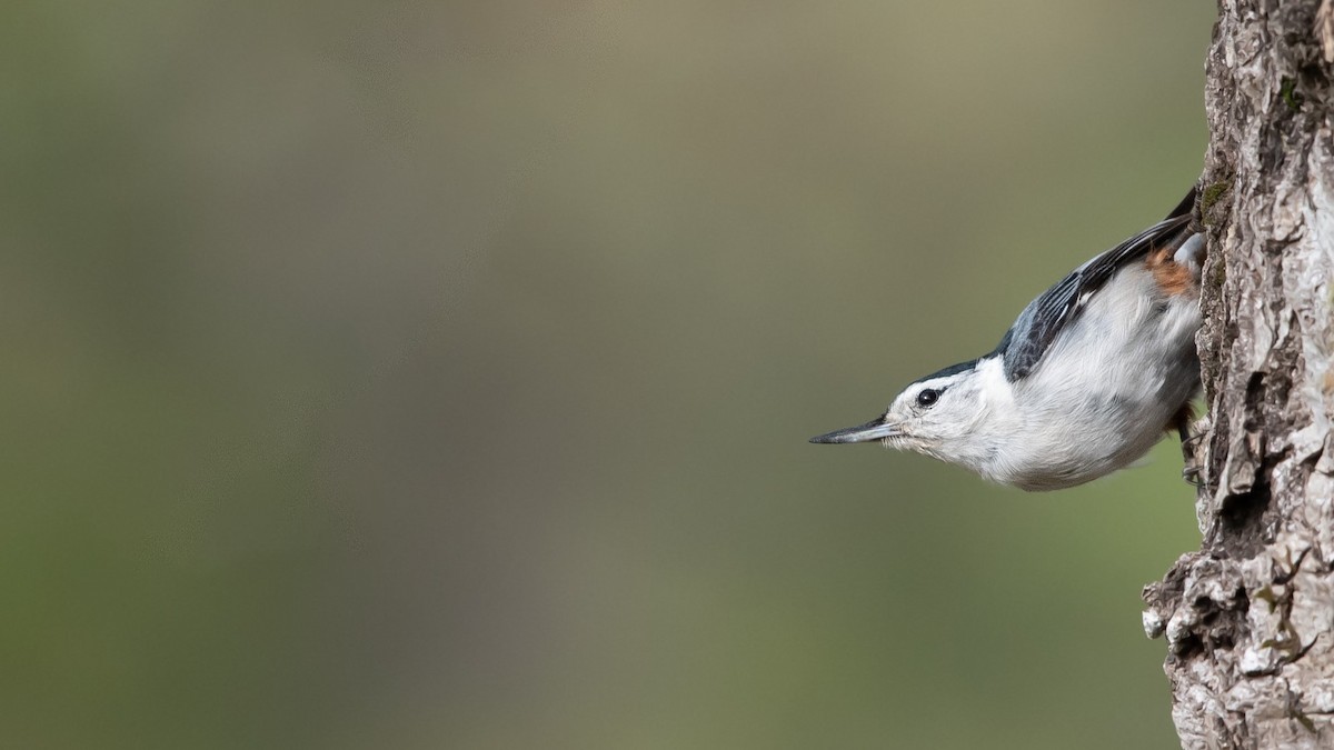 White-breasted Nuthatch - ML617501385