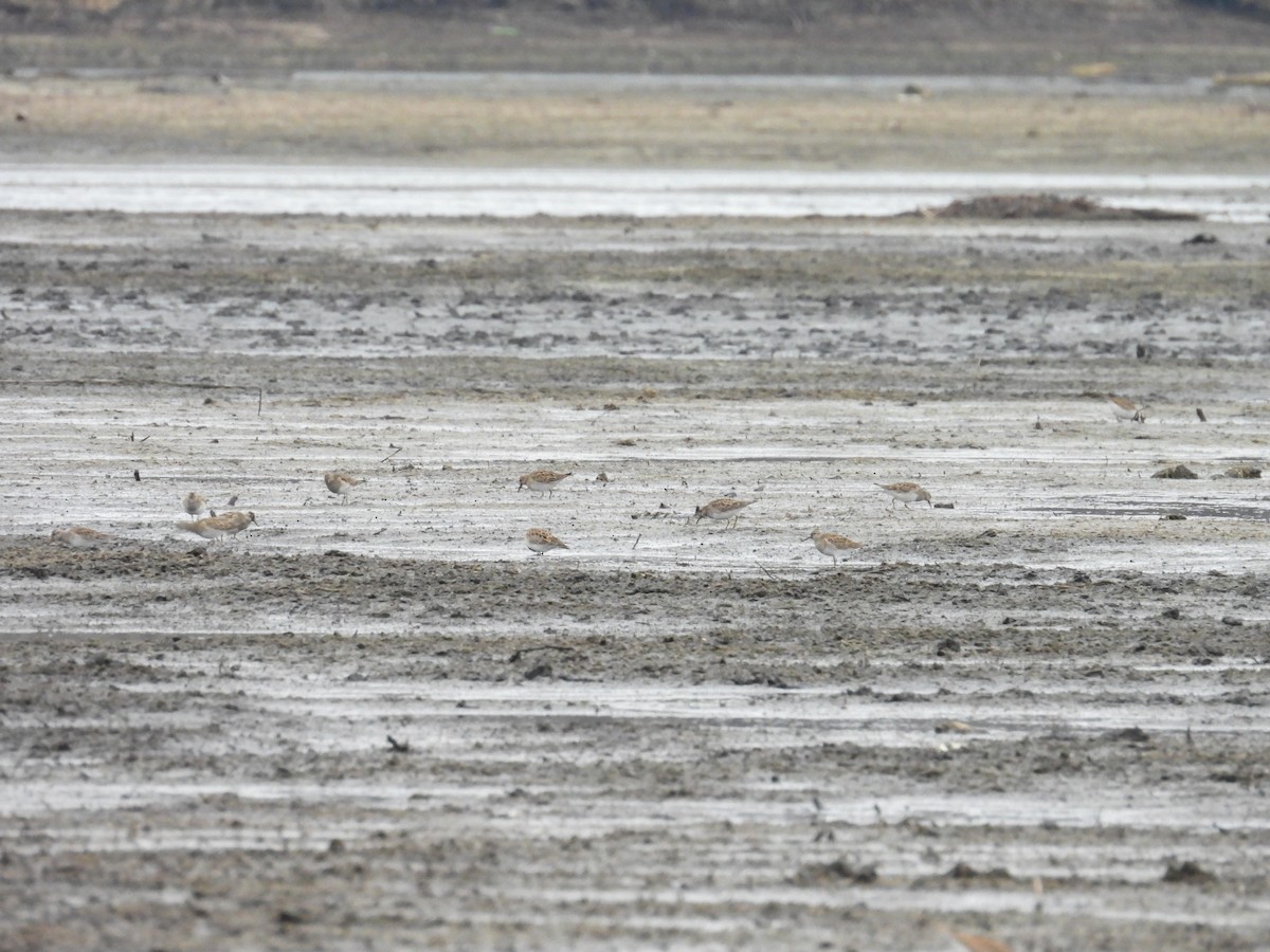 Pectoral Sandpiper - Dana Sterner