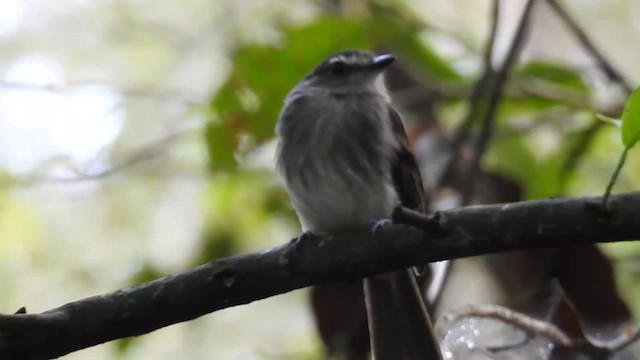 Fuscous Flycatcher - ML617501388