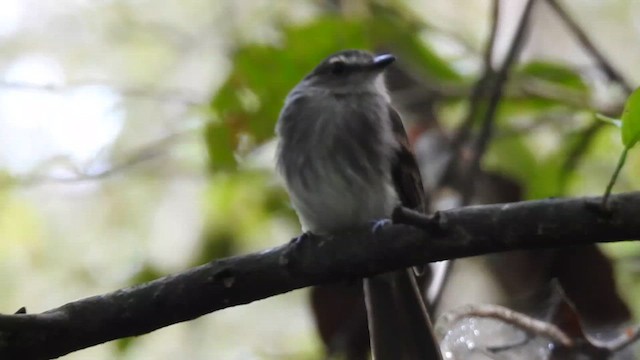 Fuscous Flycatcher - ML617501388