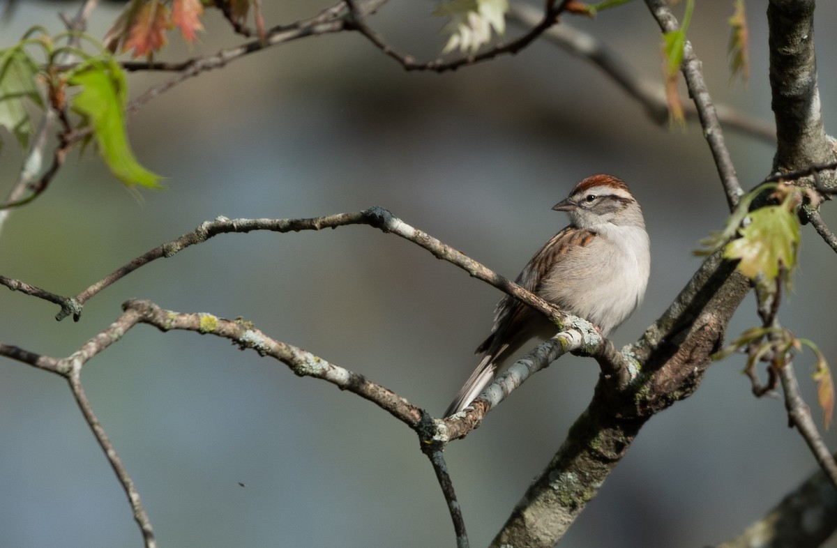 Chipping Sparrow - ML617501392