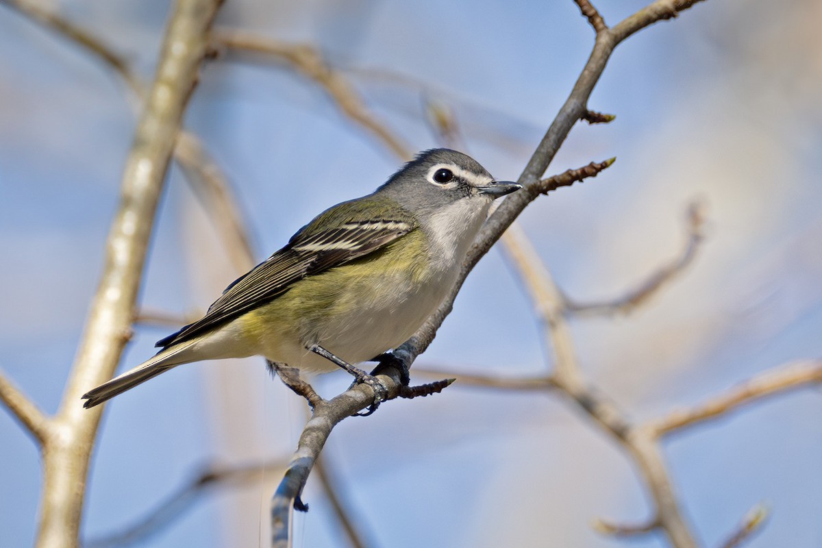 Blue-headed Vireo - ML617501399