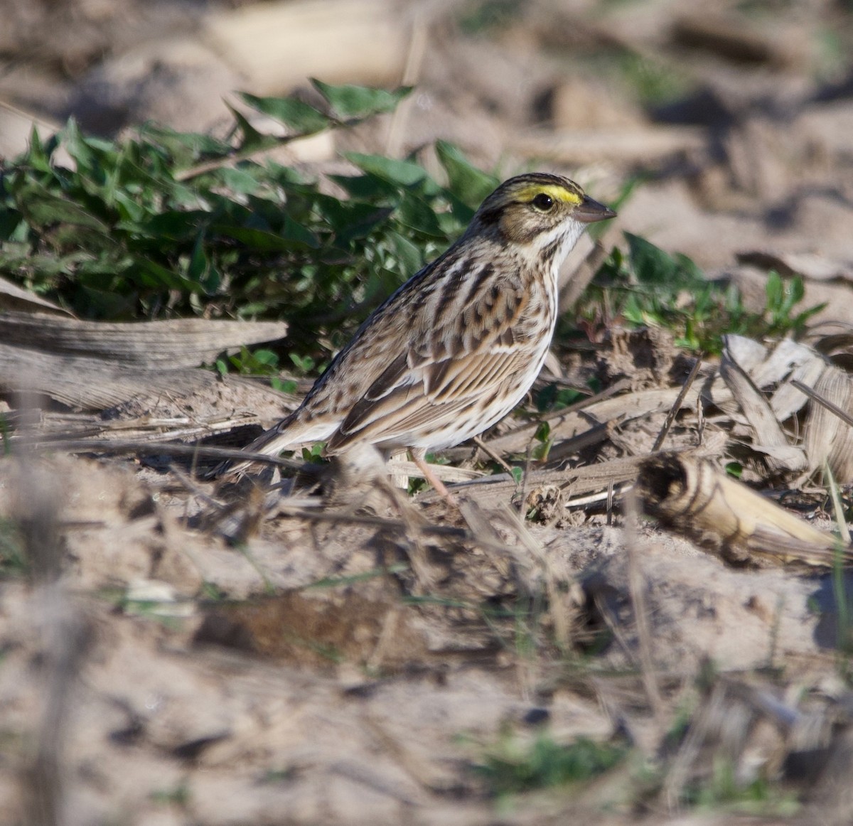 Savannah Sparrow - Alenka Weinhold