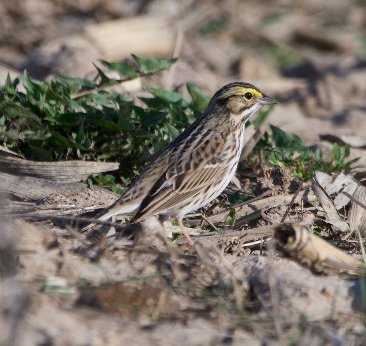 Savannah Sparrow - ML617501410