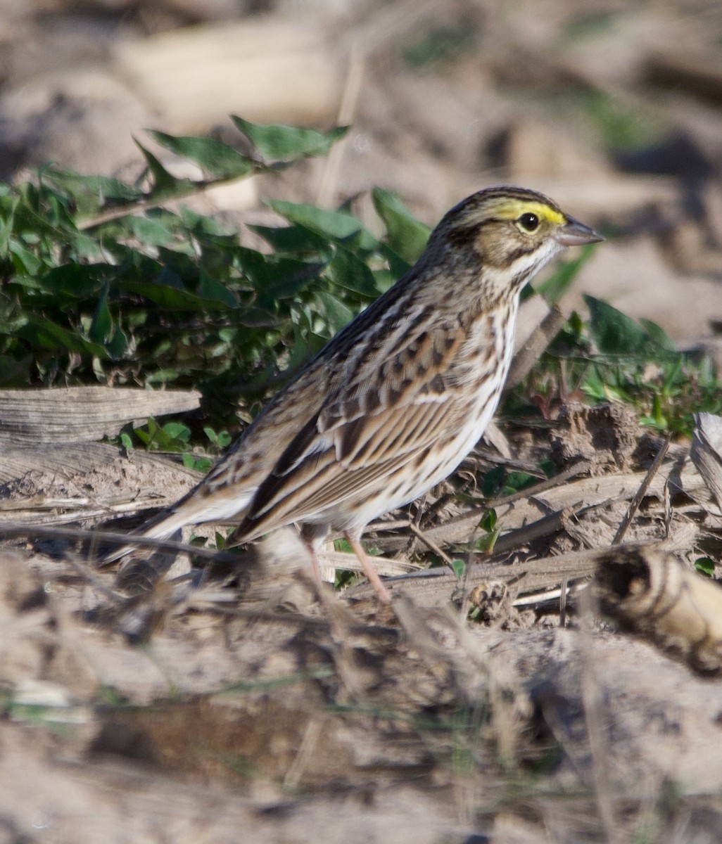 Savannah Sparrow - ML617501411