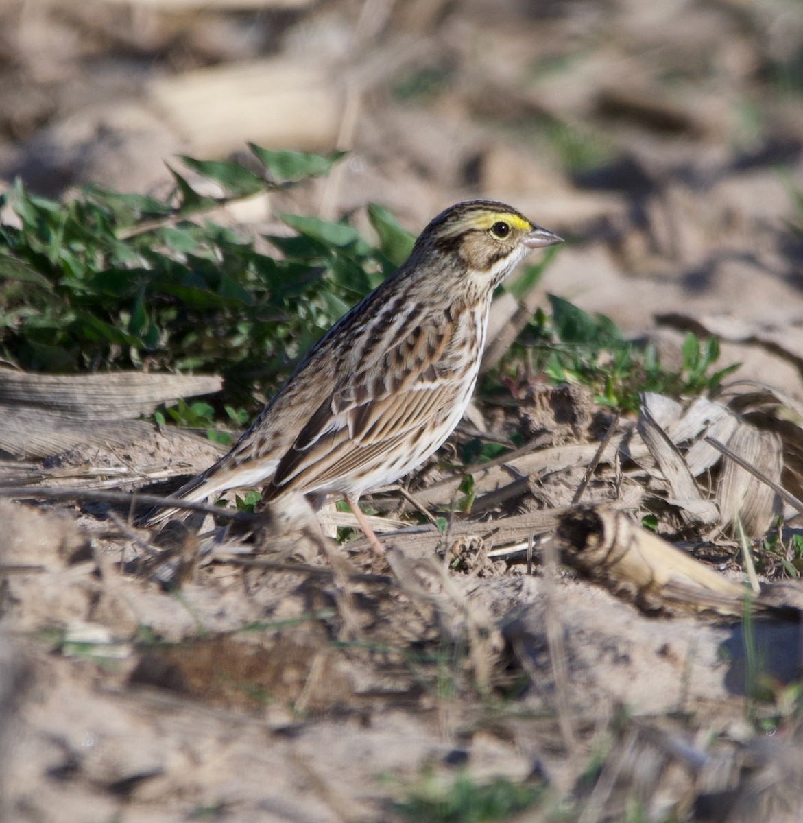 Savannah Sparrow - Alenka Weinhold