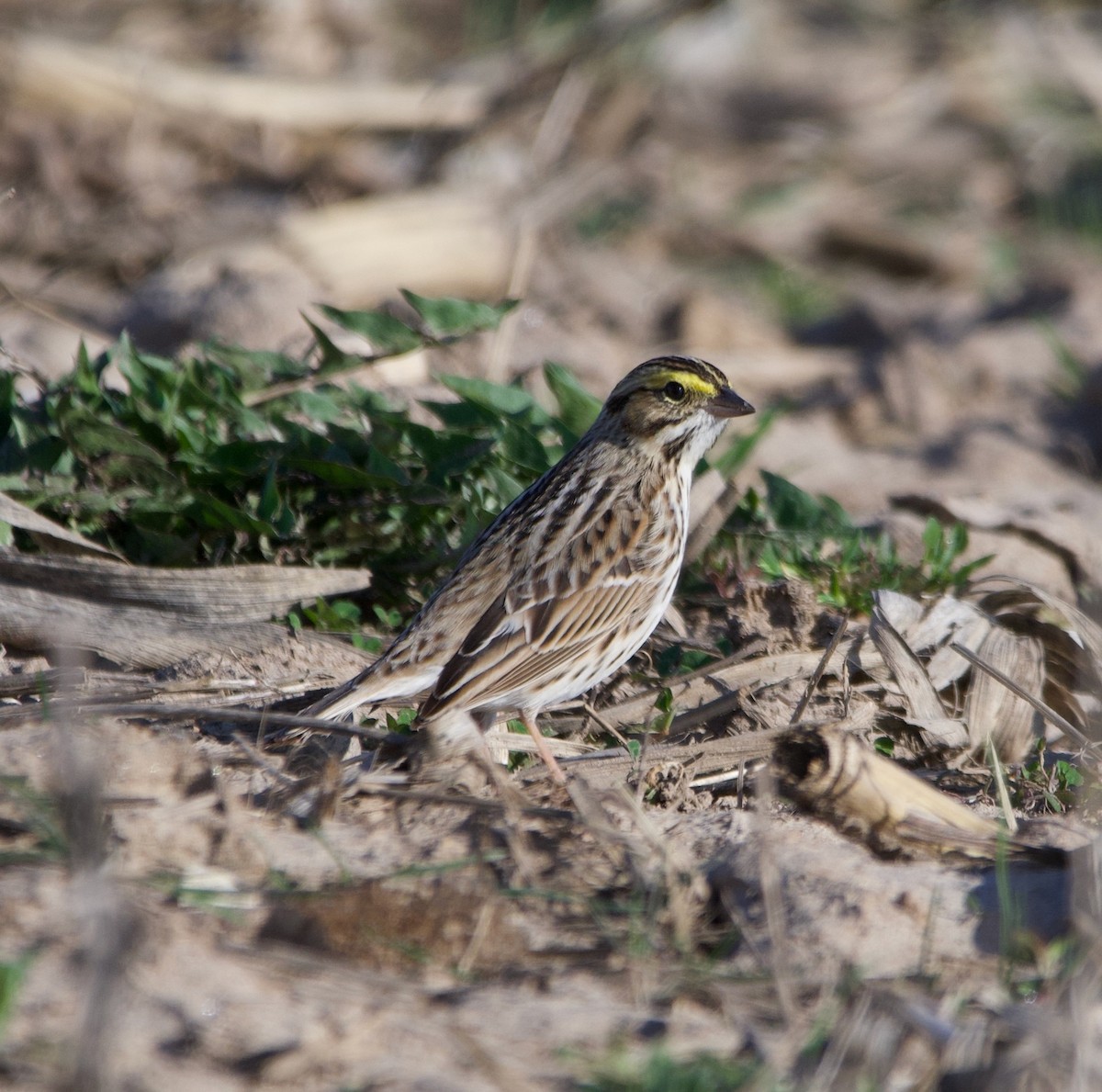 Savannah Sparrow - ML617501413