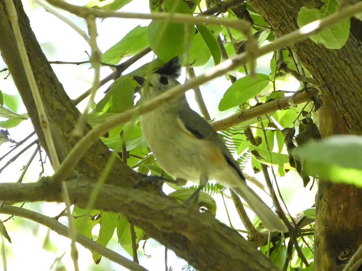 Black-crested Titmouse - ML617501417