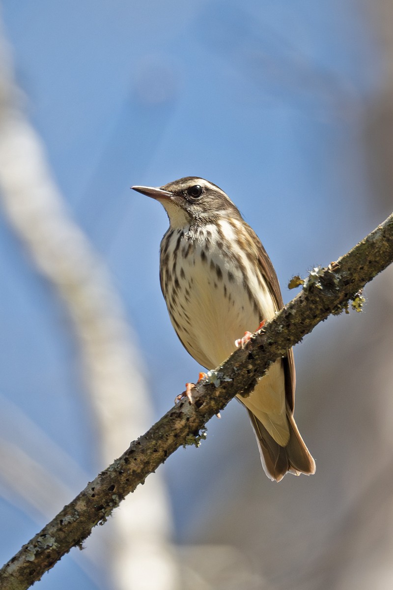 Louisiana Waterthrush - ML617501444