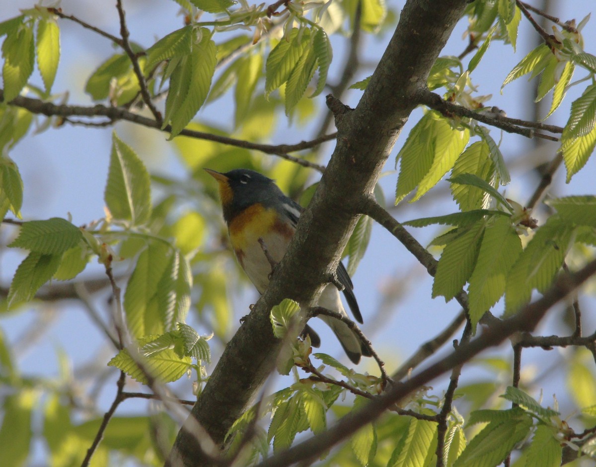 Northern Parula - ML617501445