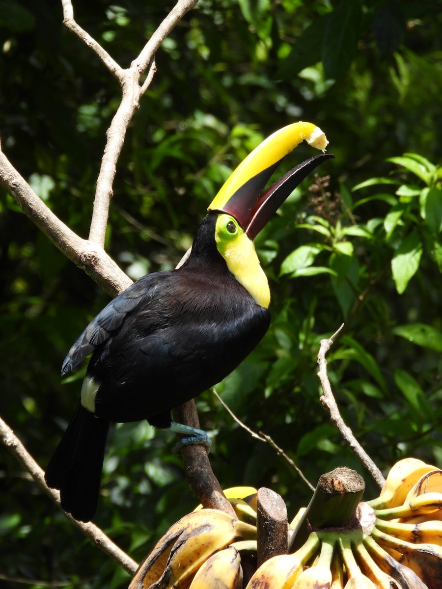 Yellow-throated Toucan - ML617501485