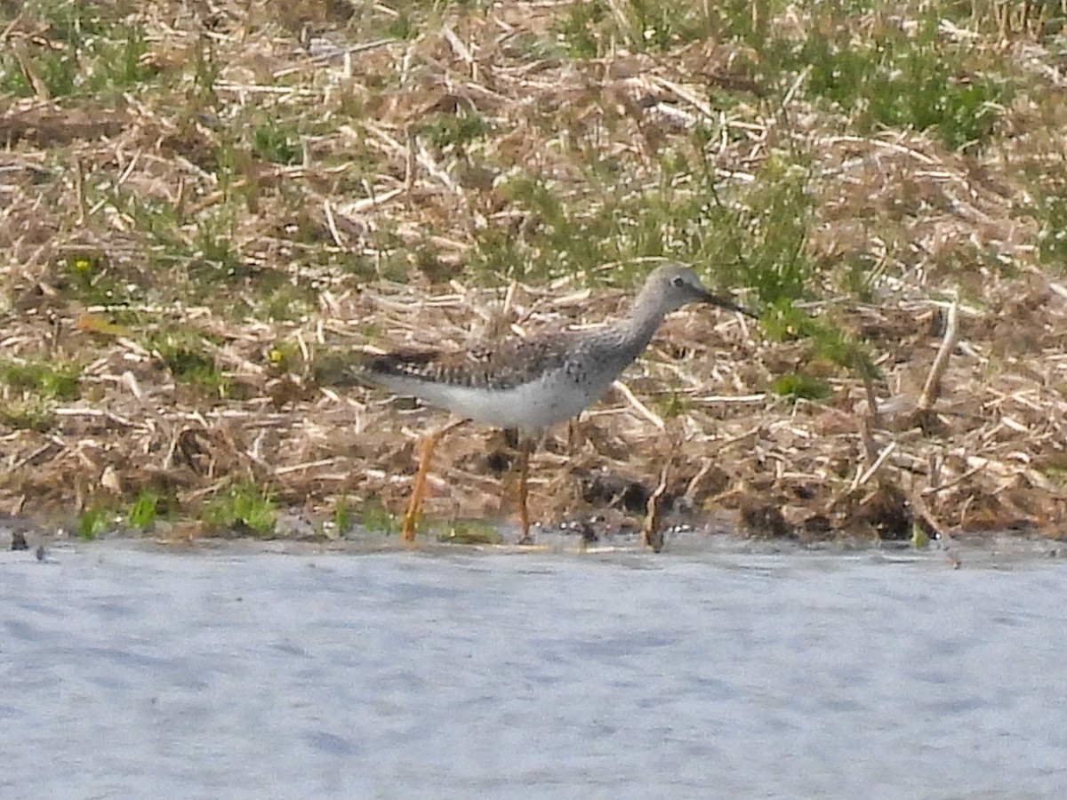 Lesser Yellowlegs - Chase Masters