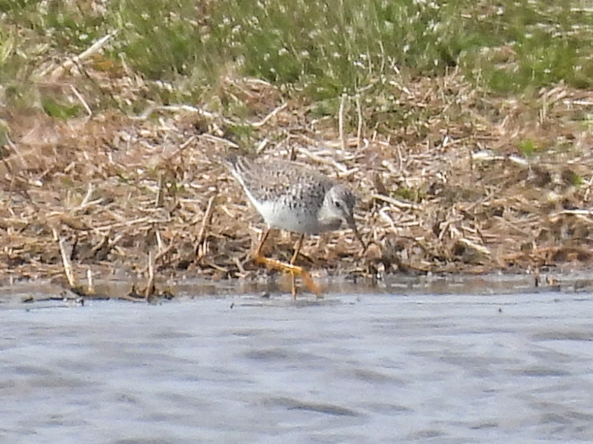 Lesser Yellowlegs - ML617501506