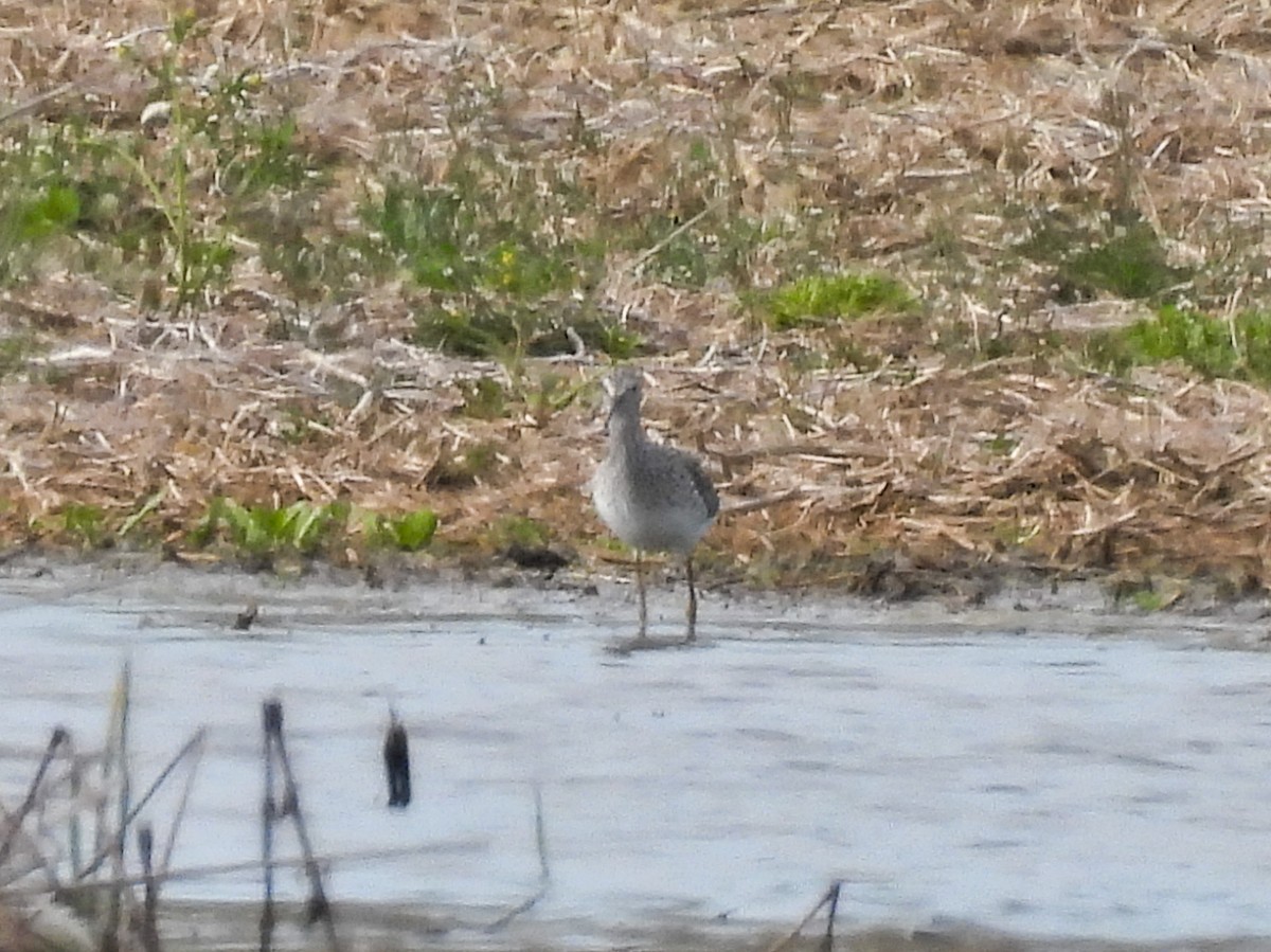 Lesser Yellowlegs - ML617501511