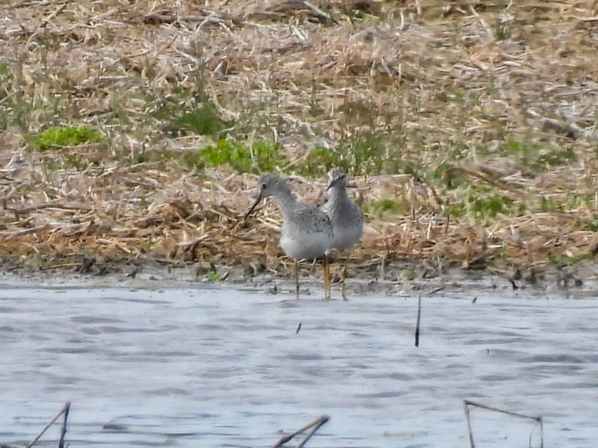 Lesser Yellowlegs - ML617501514