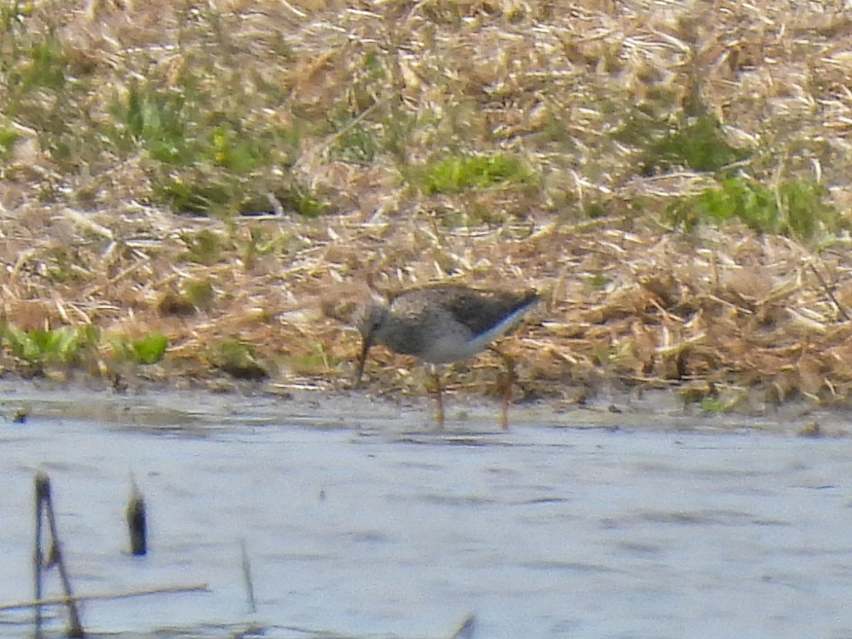 Lesser Yellowlegs - ML617501516