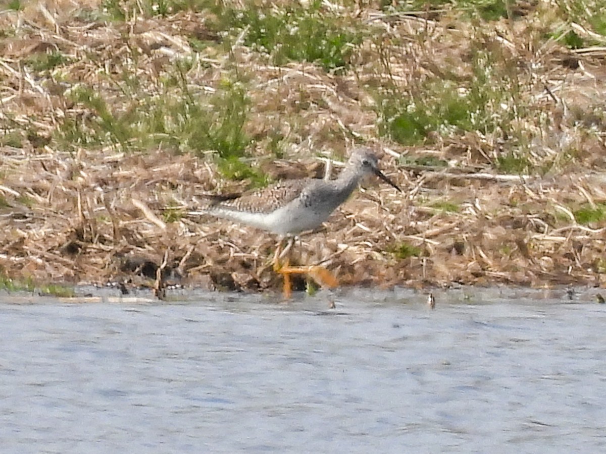 Lesser Yellowlegs - ML617501517