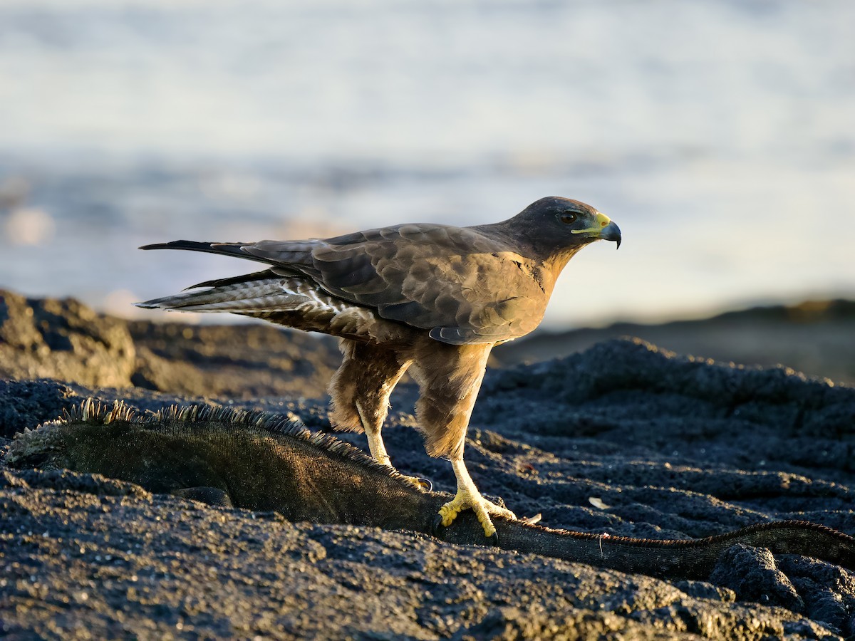 Galápagosbussard - ML617501528