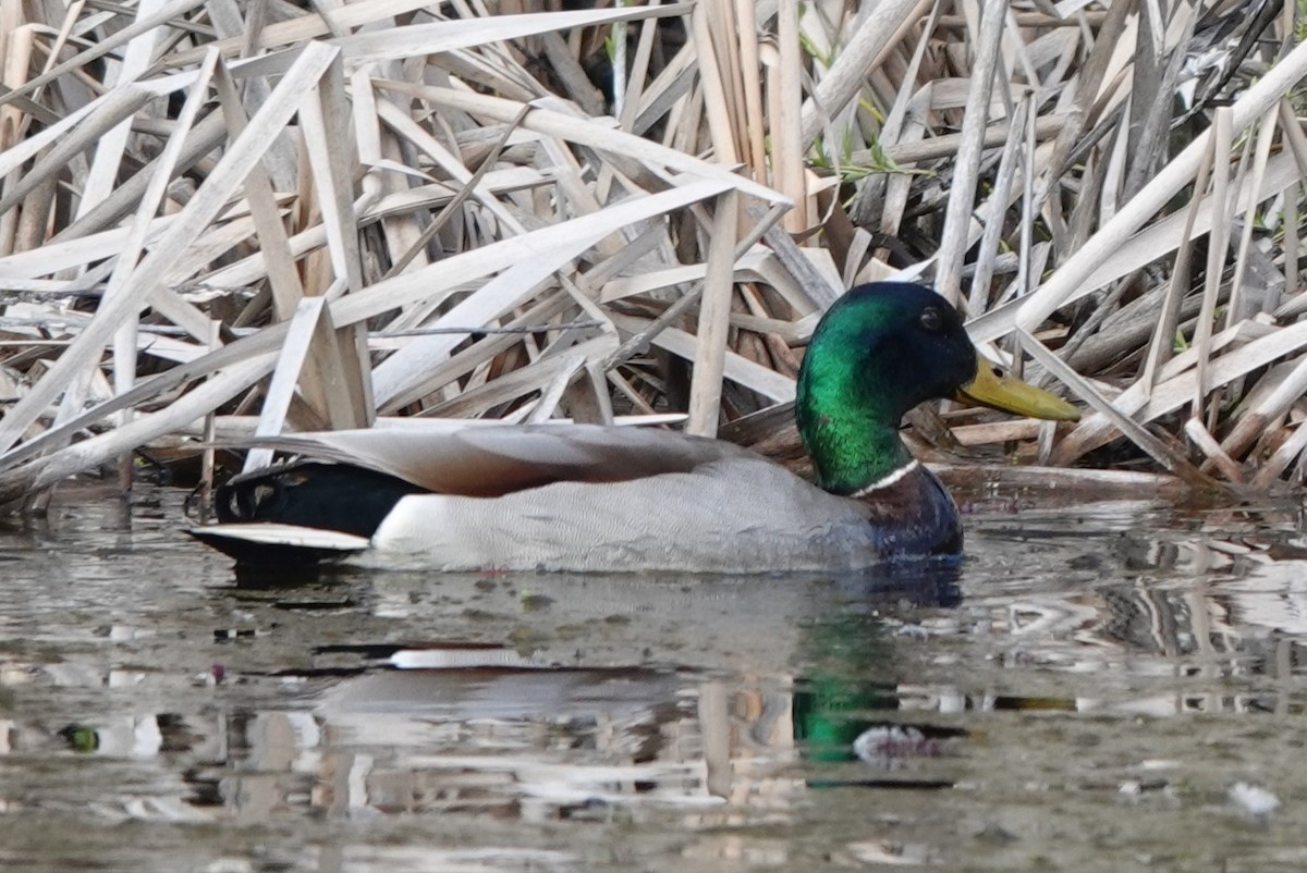 Mallard - BettySue Dunn