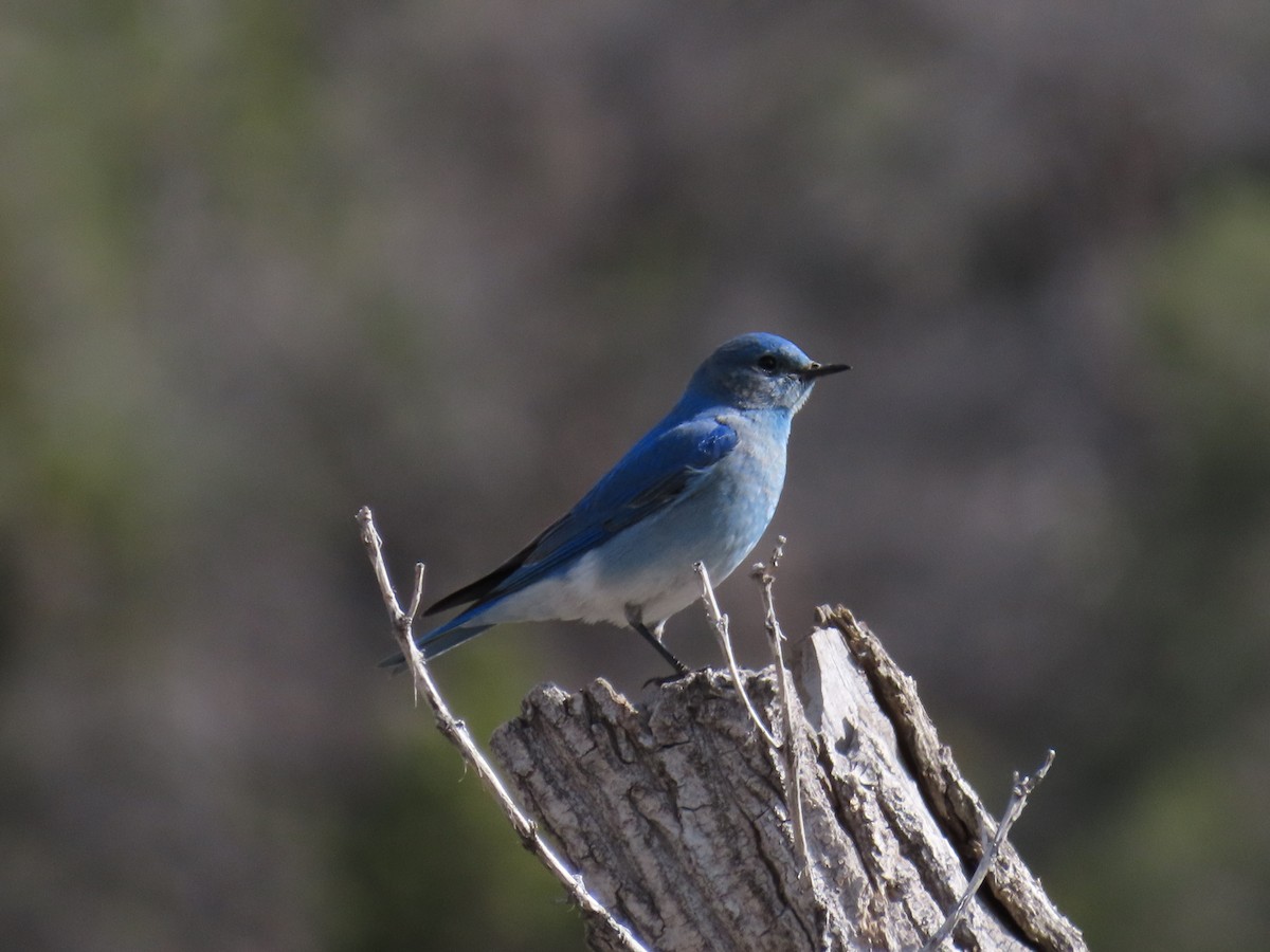 Mountain Bluebird - ML617501567