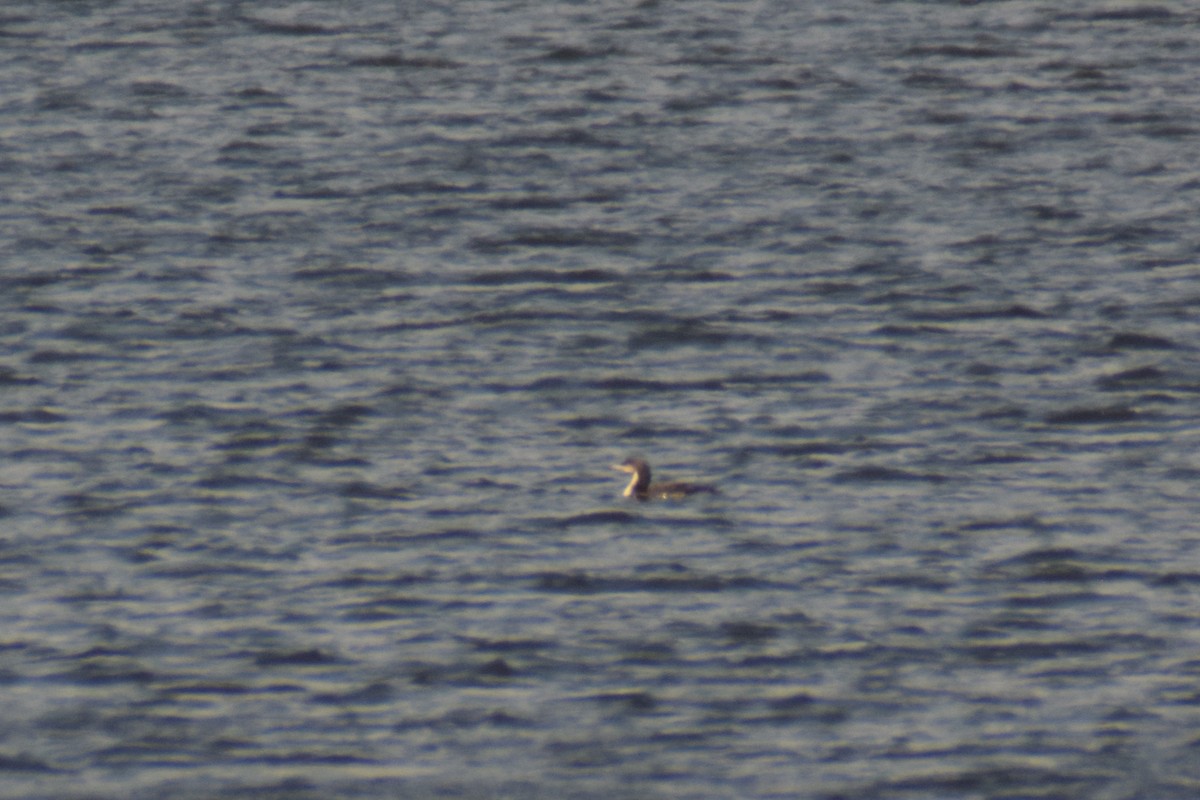 Pacific Loon - Edward Hicks