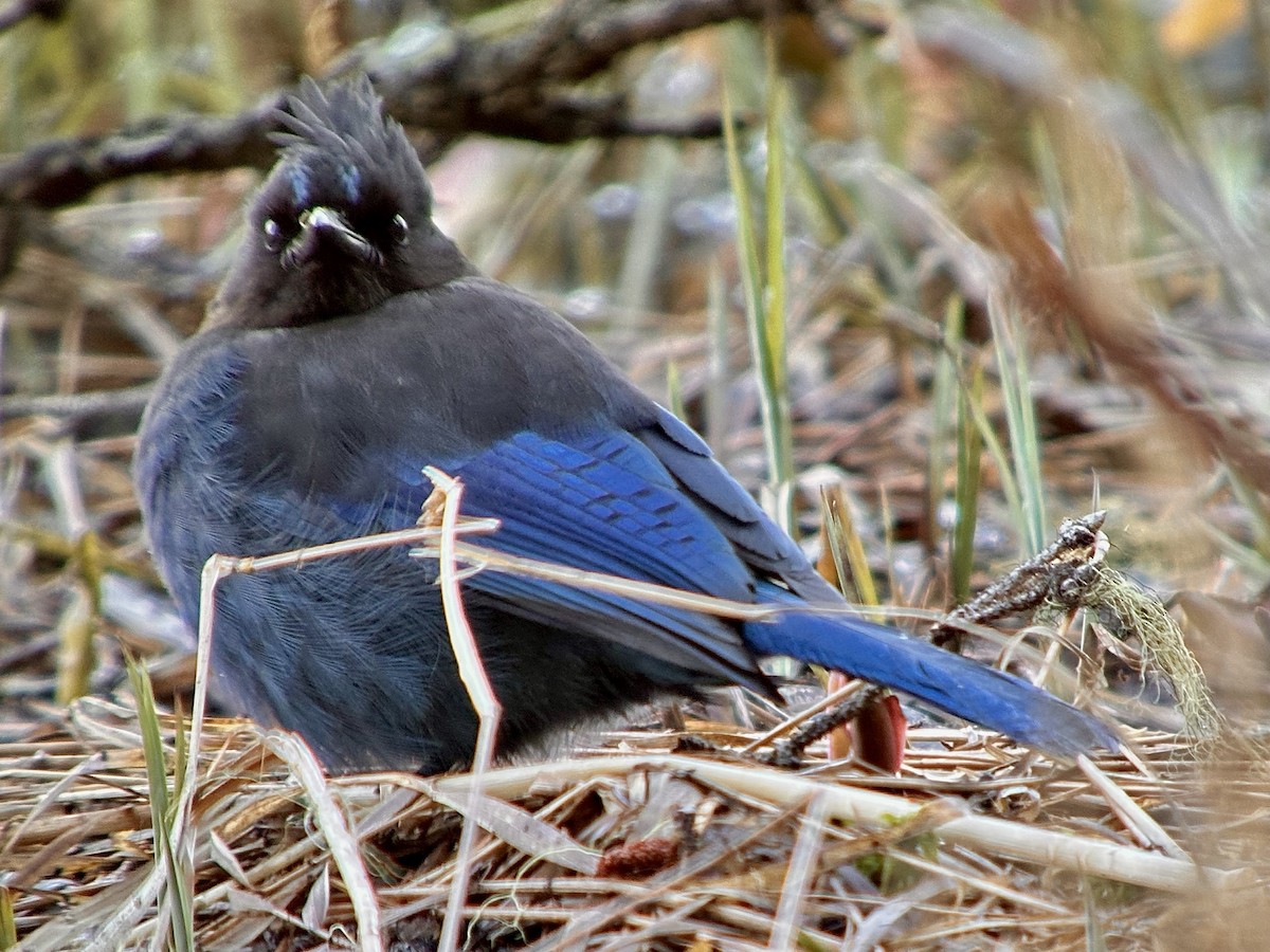 Steller's Jay - ML617501663