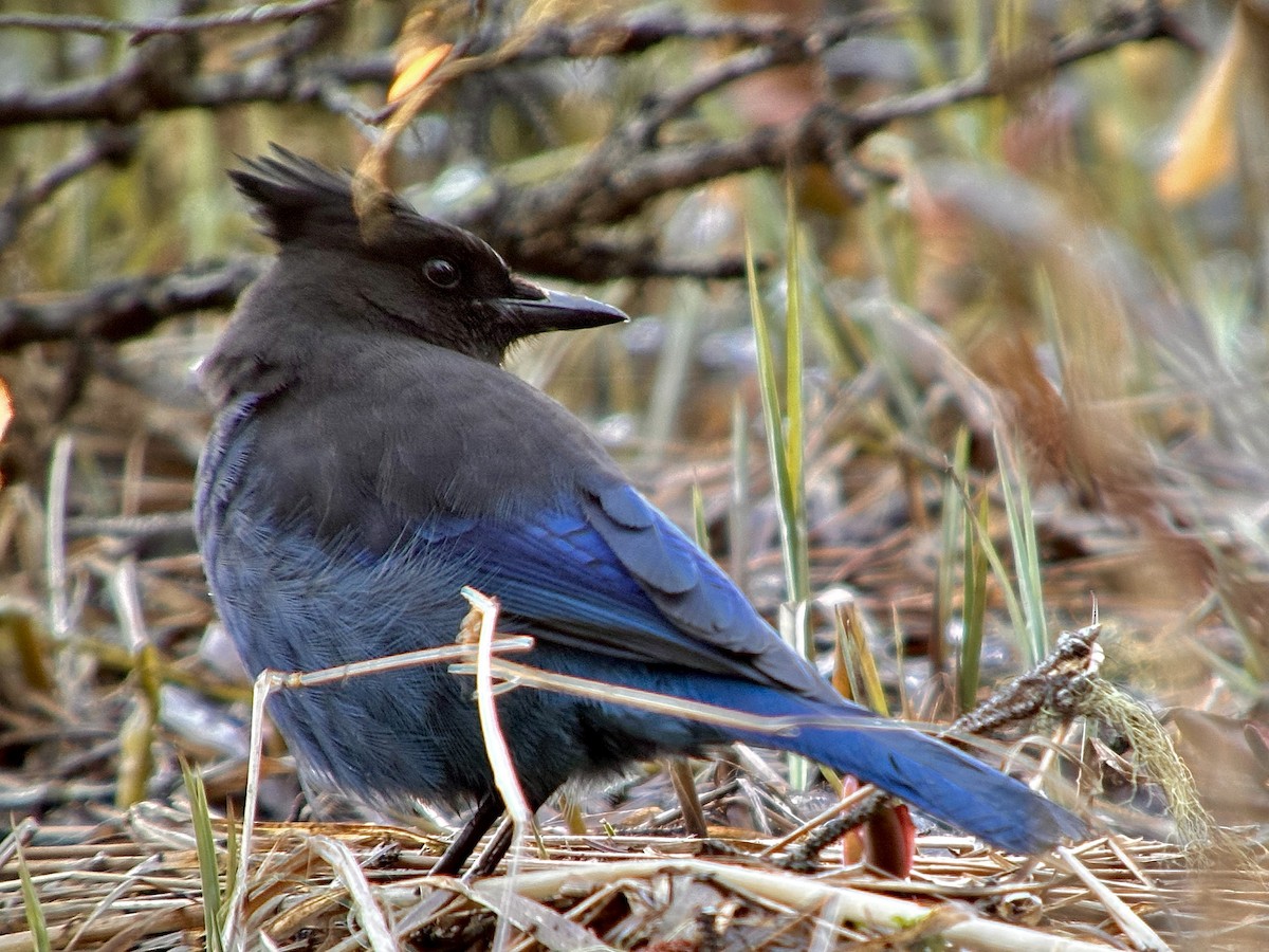 Steller's Jay - ML617501664