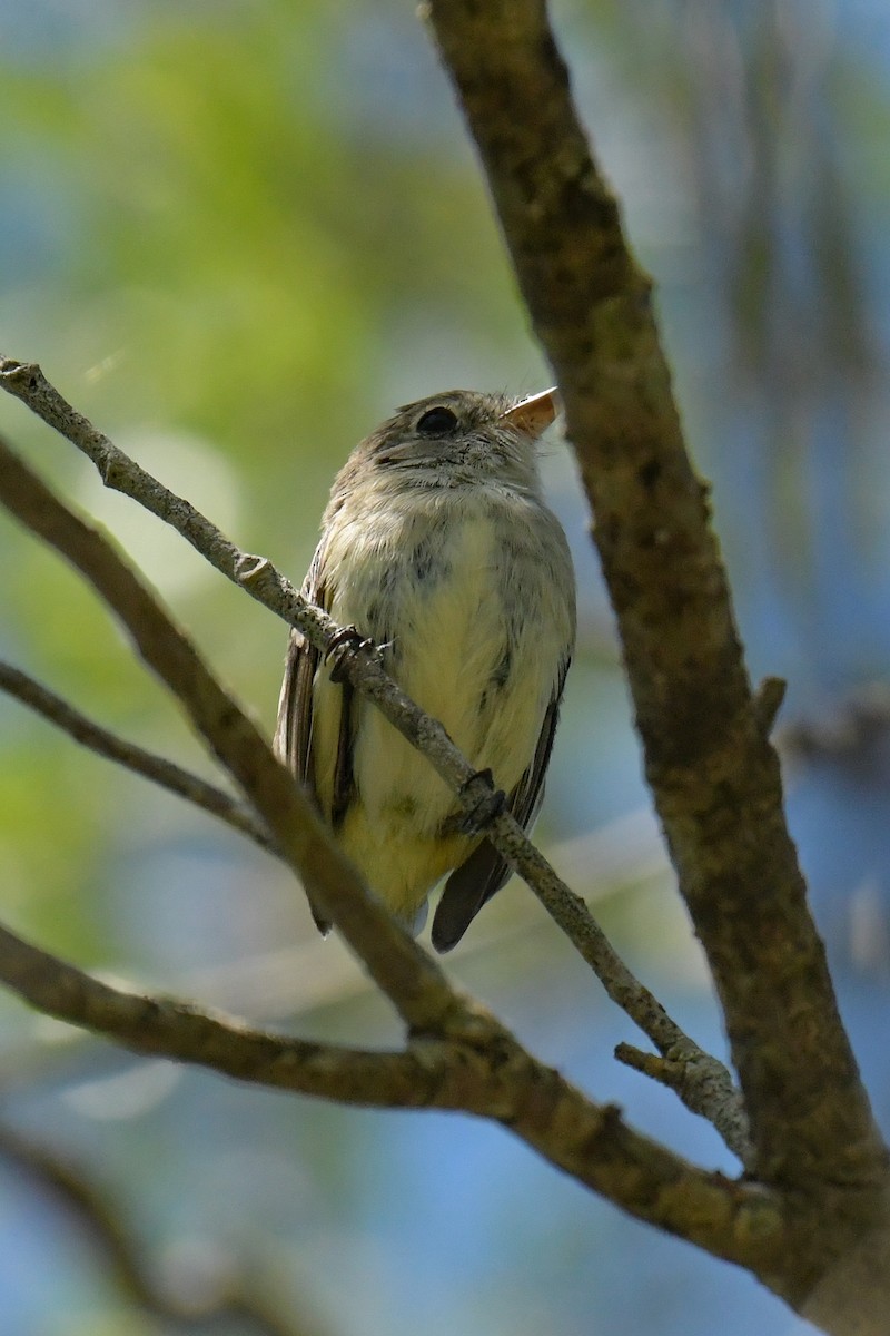 Least Flycatcher - ML617501675