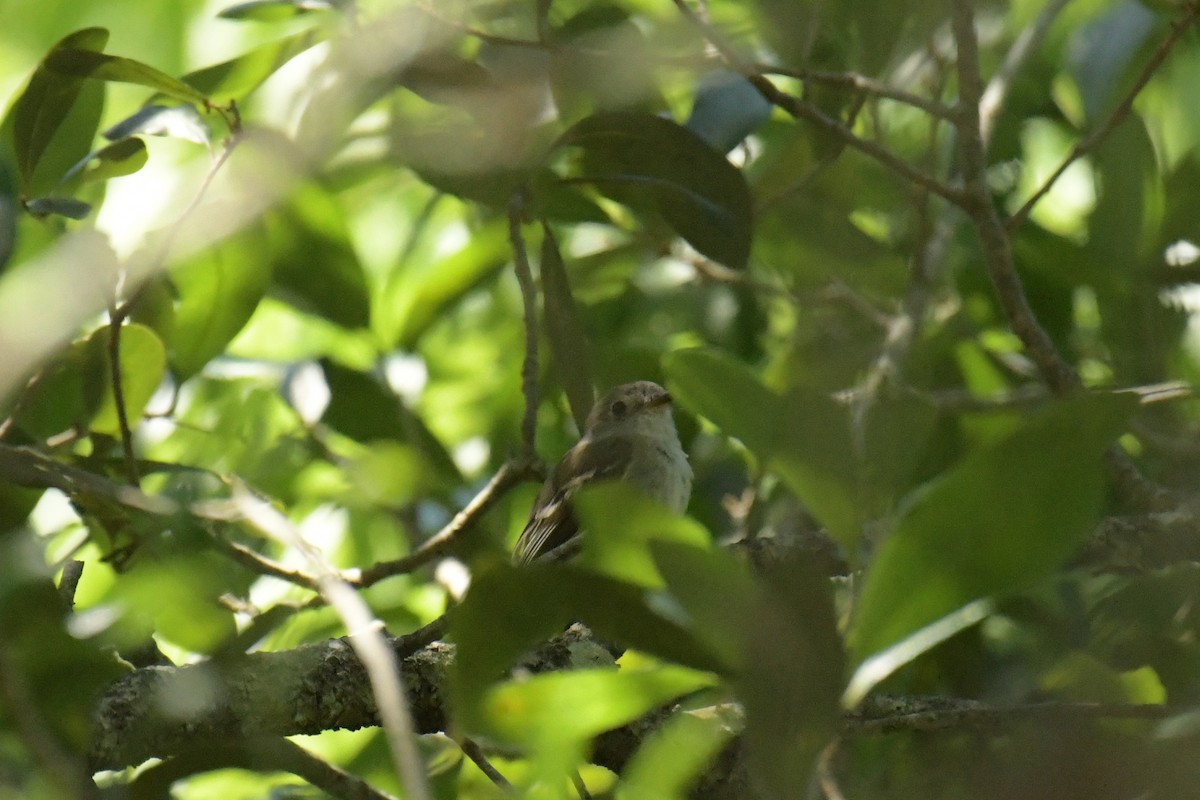 Least Flycatcher - ML617501676