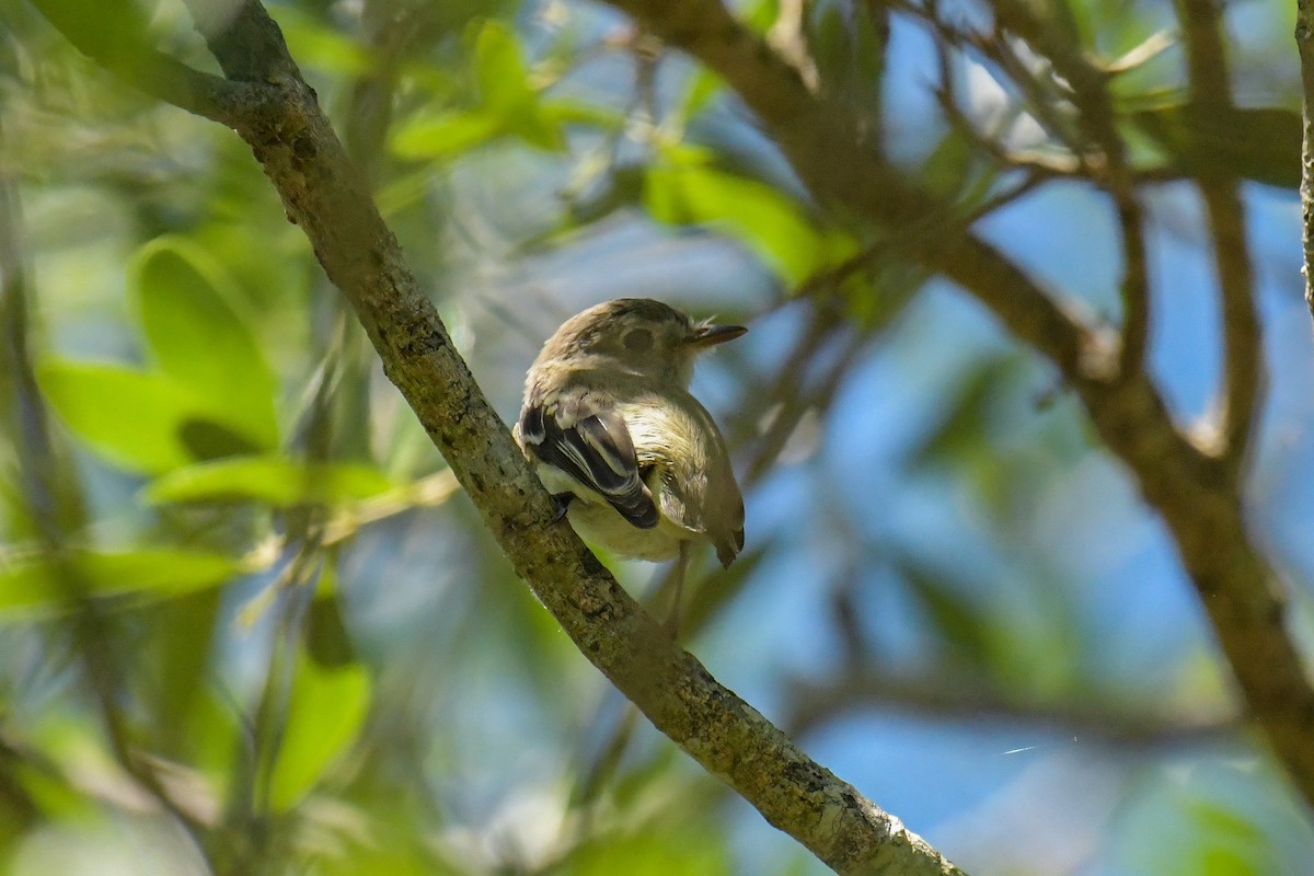 Least Flycatcher - ML617501677